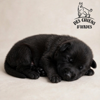 Chiot N°1
