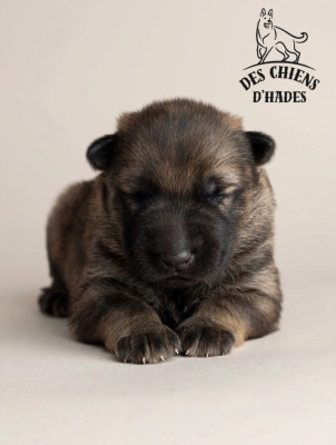 Chiot N°2