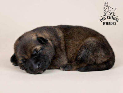 Chiot N°3