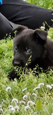 CHIOT 4