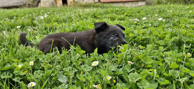 CHIOT 3