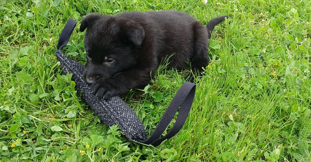 Des Chiens D'Hades - Chiots disponibles - Berger Allemand